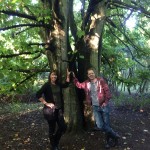 Sunlight on the Sycamore