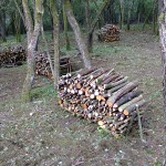 Very neat log piles